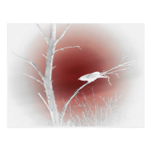 The Crow Post Card