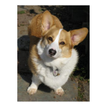The Curious Corgi posters