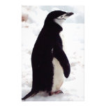 The Cutest Penguin, Ever Stationery