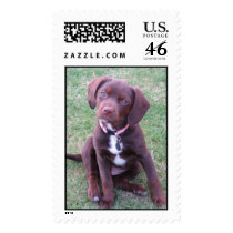 The Cutest Puppy In The World postage by rsilliker The Cutest Puppy In The World postage