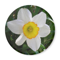 The Daffodil magnets by minx267 The Daffodil magnets