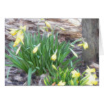The Daffodil Patch Greeting Cards