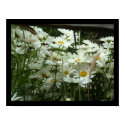 The Daisy's are "a blooming" posters