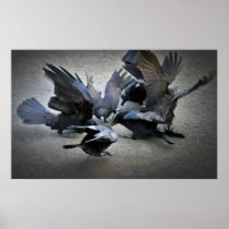The Dance of the Crows Poster
