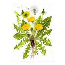 The Dandelion Collection posters by Szubogi The Dandelion Collection posters