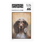 The Dapple Dachshund Study Postage Stamp