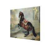 The dark bay horse 'Valido' Stretched Canvas Prints