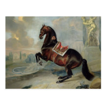 The dark bay horse 'Valido' Postcards