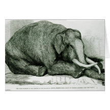 The Dead Elephant Greeting Cards