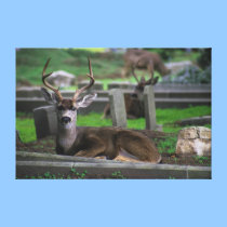 The Deer and the Cemetery Print on Canvas canvas prints