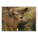The Deer cards