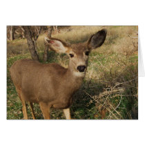 The Deer cards