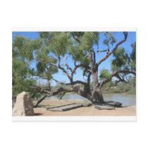 The Dig Tree postcards by TheCommitteeTo The Dig Tree postcards