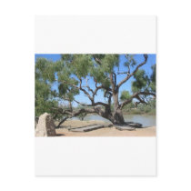 The Dig Tree postcards by TheCommitteeTo The Dig Tree postcards