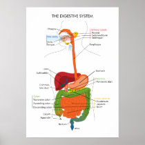 The Digestive System Poster