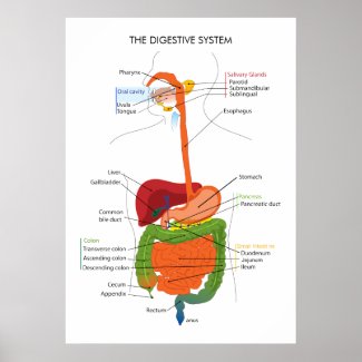 Crossword Puzzles Online on Online Crossword Puzzle Quizzes Digestive System Quiz Online Multiple