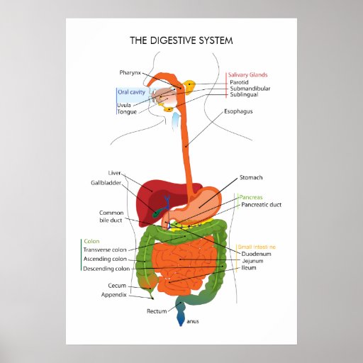 The Digestive System Poster Zazzle