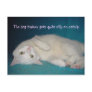 The Dog Trainer Gets Quite Silly on Catnip Postcards