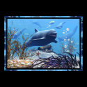 The Dolphins and The Treasure Chest