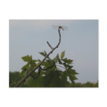 The Dragonfly Post Card