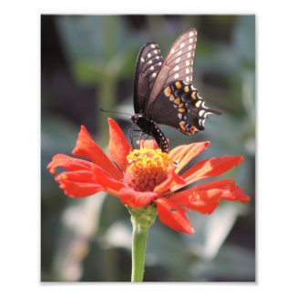 The Dramatic One Butterfly Photograph zazzle_photoenlargement