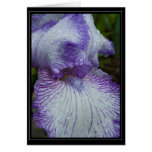 The Earl of Essex Card