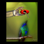 The Early Bird Print posters