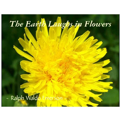 THE EARTH LAUGHS IN FLOWERS - 'DENTS DE LION' postcard