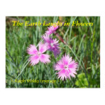 THE EARTH LAUGHS IN FLOWERS - DIANTHUS POST CARD