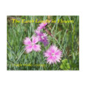 THE EARTH LAUGHS IN FLOWERS - DIANTHUS postcards by dequilla THE EARTH LAUGHS IN FLOWERS - DIANTHUS postcards