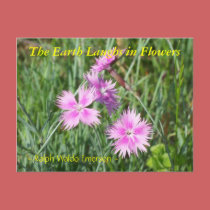 THE EARTH LAUGHS IN FLOWERS - DIANTHUS postcards by dequilla THE EARTH LAUGHS IN FLOWERS - DIANTHUS postcards
