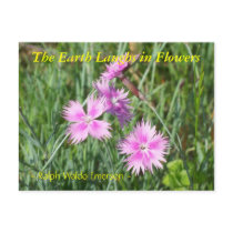 THE EARTH LAUGHS IN FLOWERS - DIANTHUS postcards by dequilla THE EARTH LAUGHS IN FLOWERS - DIANTHUS postcards