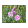 THE EARTH LAUGHS IN FLOWE...