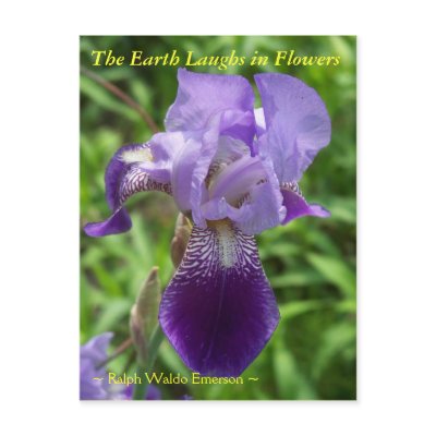 THE EARTH LAUGHS IN FLOWERS - IRIS POST CARDS by dequilla
