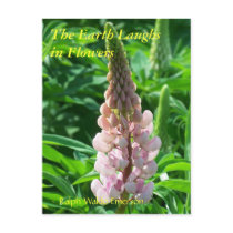 THE EARTH LAUGHS IN FLOWERS - RED LUPIN postcards