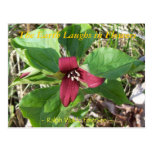 THE EARTH LAUGHS IN FLOWERS - RED TRILLUM POSTCARDS