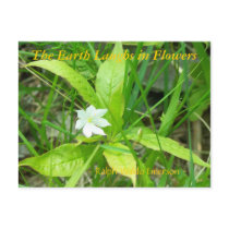 THE EARTH LAUGHS IN FLOWERS - STAR FLOWER postcards