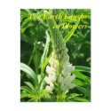 THE EARTH LAUGHS IN FLOWERS - WHITE LUPIN postcards by dequilla THE EARTH LAUGHS IN FLOWERS - WHITE LUPIN postcards