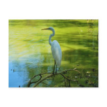 The Egret Post Cards