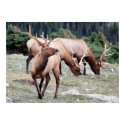 The Elks Club posters