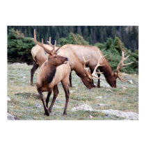 The Elks Club posters