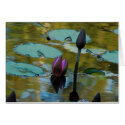 The Emergence of Beauty cards by T_Trant The Emergence of Beauty cards