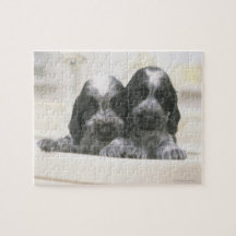 The English Cocker Spaniel is a breed of dog. It Jigsaw Puzzles