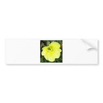 The Evening Primrose Collection Bumper Stickers