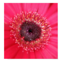 The Eye of A Daisy Poster posters