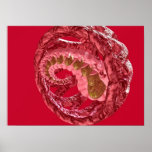 the eye of god posters