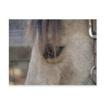 The Eye of the Horse Post Cards