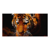 The Eye Of The Tiger photo cards