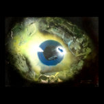 The Eye posters