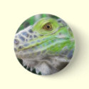 The Face of Bruno Angelic Glow buttons by WildAnimalArt The Face of Bruno Angelic Glow buttons